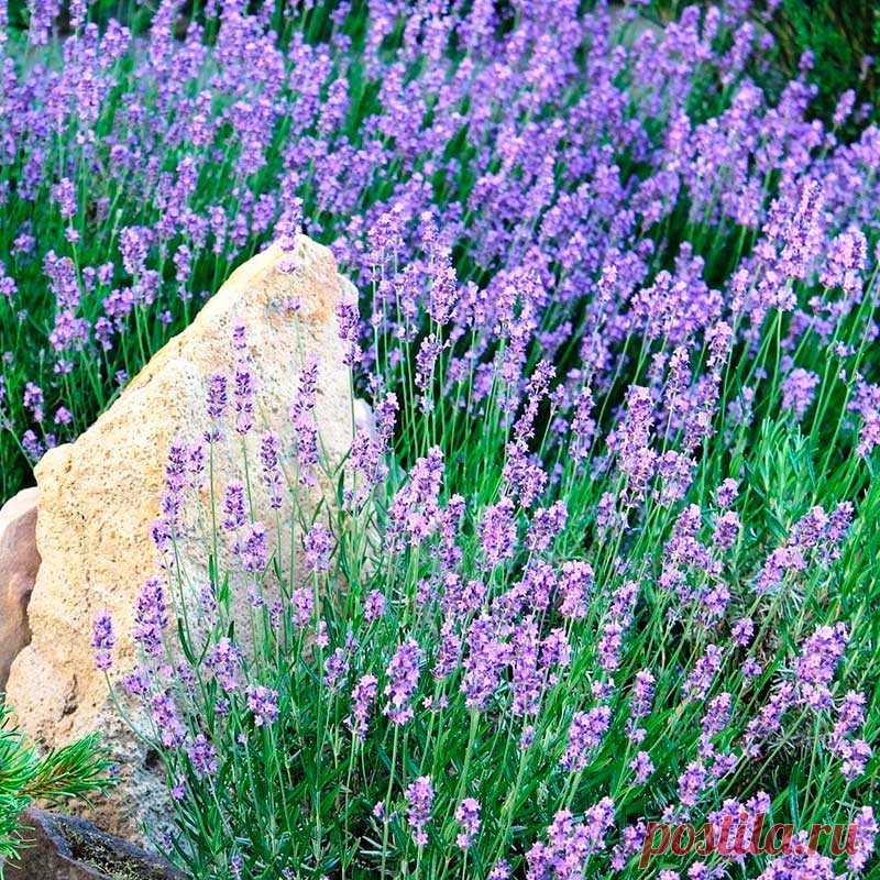 Лекарственное растение Лаванда узколистная (Lavandula angustifolia). Густо разветвленный полукустарник высотой 30-60 см с сильным ароматом. Прутовидные ветви, восходящие до прямостоячих. Листья линейно-ланцетные, шириной до 0,5 см, длиной до 5 см, по краям скрученные, сначала волосистоопушенные, затем оголяющиеся. Сине-фиолетовые цветки собраны в прерывистые ложные колосья на длинных цветоносах. Чашечка на конце синеопушенная, остальная часть снаружи белоопушенная.