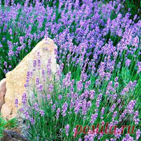 Лекарственное растение ЛАВАНДА узколистная (Lavandula angustifolia). Густо разветвленный полукустарник высотой 30-60 см с сильным ароматом. Прутовидные ветви, восходящие до прямостоячих. Листья линейно-ланцетные, шириной до 0,5 см, длиной до 5 см, по краям скрученные, сначала волосистоопушенные, затем оголяющиеся. Сине-фиолетовые цветки собраны в прерывистые ложные колосья на длинных цветоносах. Чашечка на конце синеопушенная, остальная часть снаружи белоопушенная.