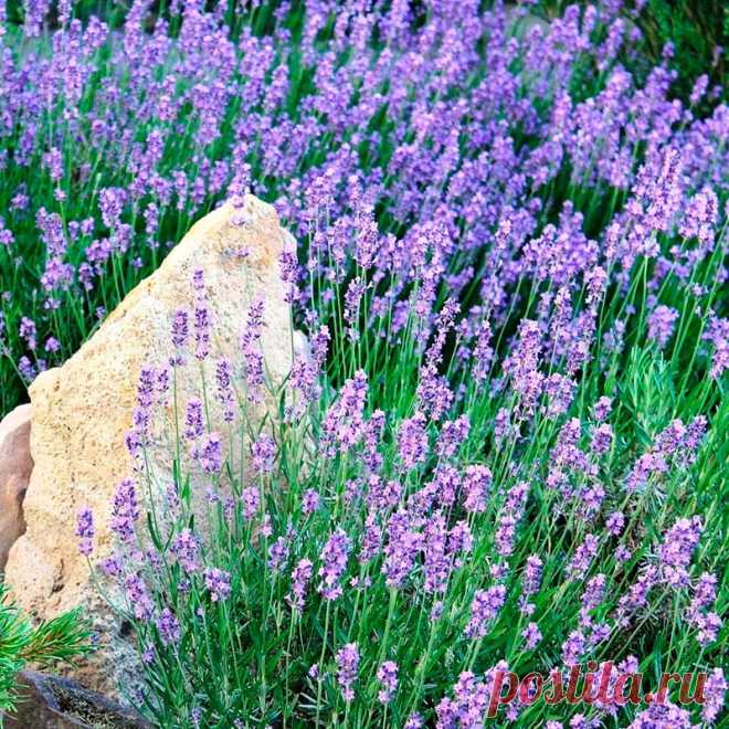 Лекарственное растение Лаванда узколистная (Lavandula angustifolia). Густо разветвленный полукустарник высотой 30-60 см с сильным ароматом. Прутовидные ветви, восходящие до прямостоячих. Листья линейно-ланцетные, шириной до 0,5 см, длиной до 5 см, по краям скрученные, сначала волосистоопушенные, затем оголяющиеся. Сине-фиолетовые цветки собраны в прерывистые ложные колосья на длинных цветоносах. Чашечка на конце синеопушенная, остальная часть снаружи белоопушенная.