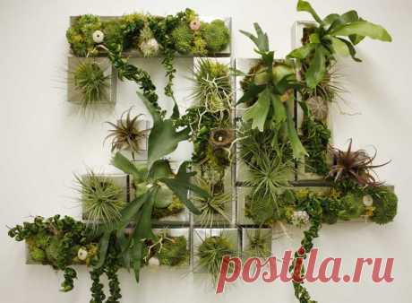 Фитостена своими руками | Wall of flowers