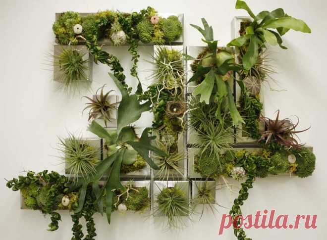 Фитостена своими руками | Wall of flowers