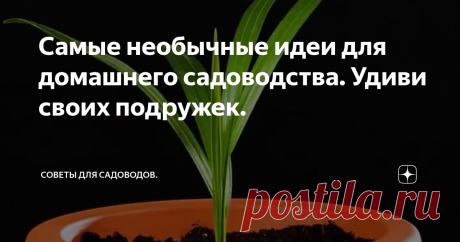 Самые необычные идеи для домашнего садоводства. Удиви своих подружек.