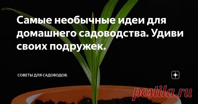 Самые необычные идеи для домашнего садоводства. Удиви своих подружек.