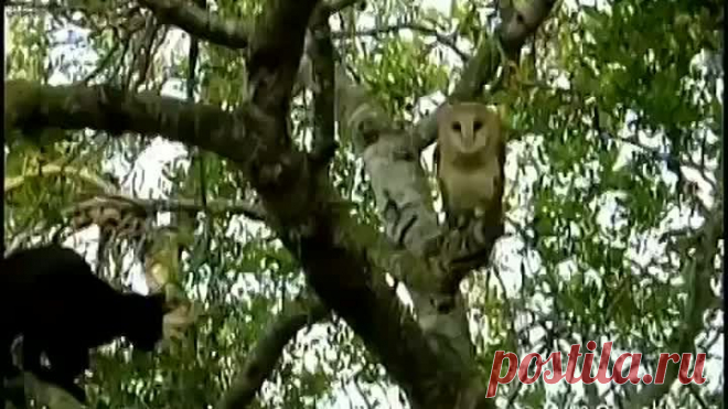 (63) Одноклассники