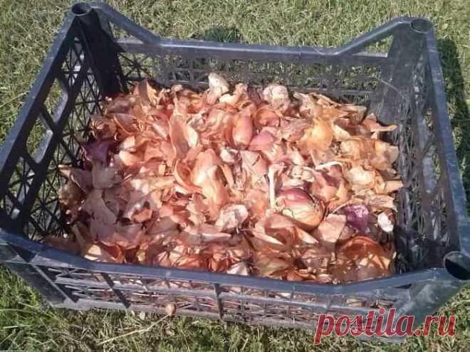 Луковая шелуха как удобрение для садовых и комнатных растений