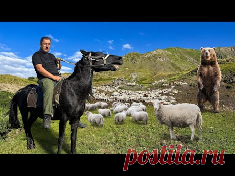 One Incredible Day Of An Azerbaijani Shepherd In The Mountains! Find Out This Wonderful Feeling