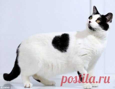 35 кошек с совершенно крутыми отметинами