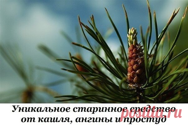 Это уникальное средство от кашля, ангины, простуд, лучше всяких сиропов из аптеки!
Его необычный вкус и аромат – это дыхание весны, бесценный дар «Зеленой аптеки» для сохранения здоровья.
Польза «соснового меда» неоценима.
Молодые побеги сосны содержат большое количество смол, дубильных веществ , эфирных масел, ценных минералов и витаминов.
Приготовленный «мед», принимают от кашля, при заболевании бронх и легких (1-2 ч.л. с горячим питьем).
Это великолепное средство от ави...