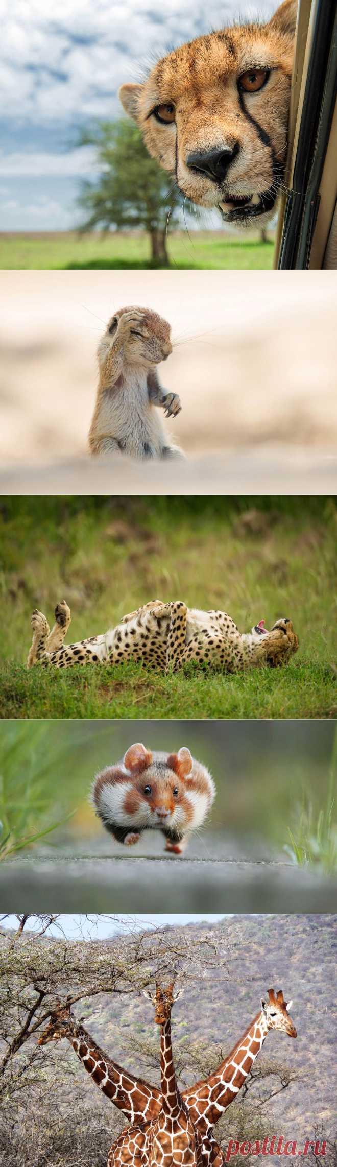 Необычный конкурс Comedy Wildlife Photography Awards 2015 | ФОТО НОВОСТИ