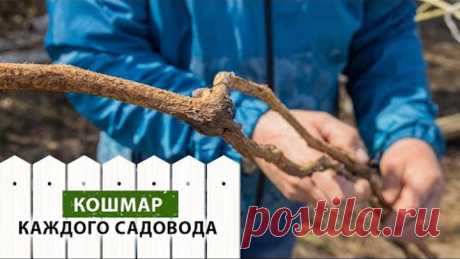 Спасаем виноград от нападения мышей