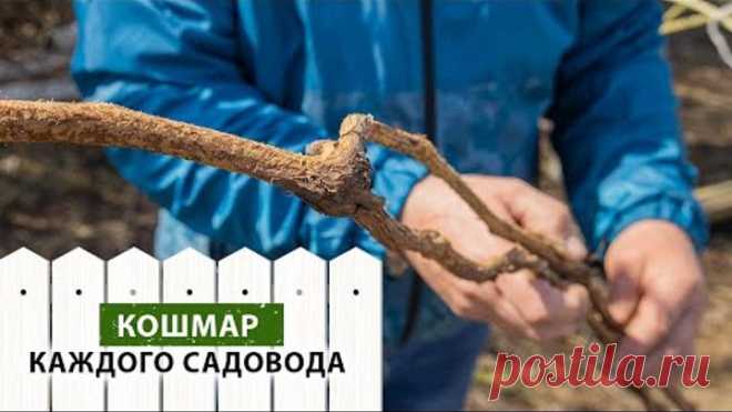 Спасаем виноград от нападения мышей
