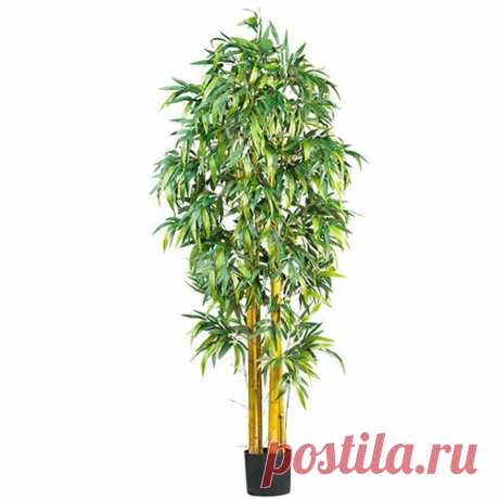 Как вырастить бамбук в собственном саду?
