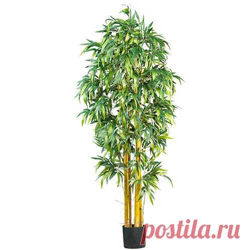 Как вырастить бамбук в собственном саду?
