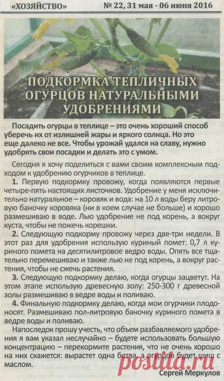 Подкормка тепличных огурцов натуральнвми удобрениями
 ПОДКОРМКИ ОВОЩЕЙ