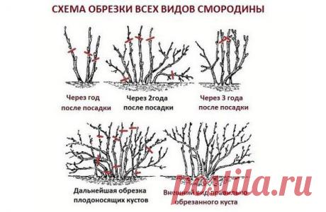 КАК ПРАВИЛЬНО ОБРЕЗАТЬ СМОРОДИНУ

1. При обрезке чёрной смородины нужно помнить о том, что плодовые почки закладываются на приросте текущего года.

2. Чем больше прирост, тем выше урожай ягод на следующий год.
Показать полностью…