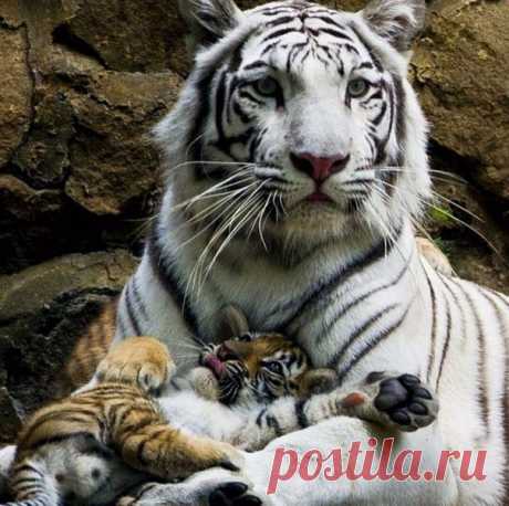 Самый лучший друг — это мама. Она никогда не завидует, не желает плохого!