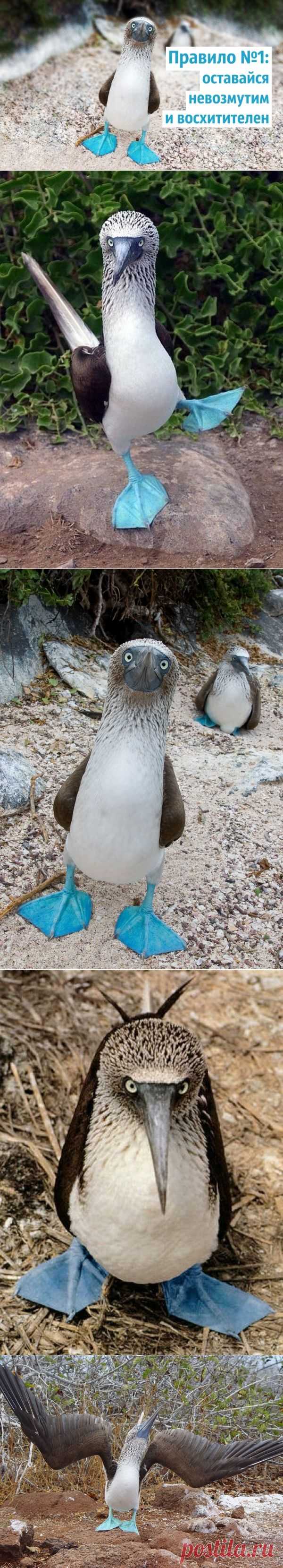 Правила жизни голубоногих олуш