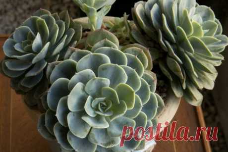 Эхеверия (Echeveria)