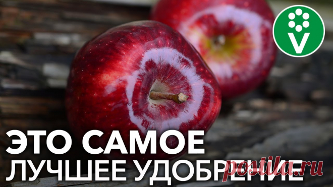 От ЭТОЙ подкормки яблони будут ломиться от урожая! Подкормка яблони дрожжами