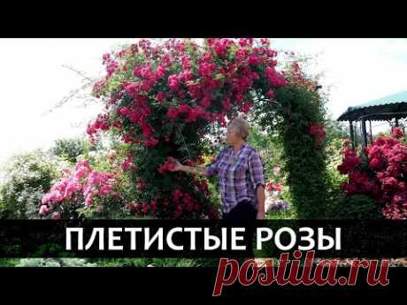 Роза плетистая. Сорта и особенности плетистых роз.