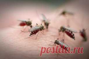 НЕТ СПАСЕНИЯ ОТ КОМАРОВ?
Рекомендую - Чудодейственное средство.
С ним вы сможете спокойно поработать вечерком в огороде или же отдохнуть во дворе или в саду. 
Все ингредиенты для этого чудо-средства наверняка имеются в каждом доме. И даже не наверняка, а на все сто процентов. Потому что этими жидкостями мы пользуемся практически каждый день. Так что же это за компоненты такие? 
А это: 
растительное масло (абсолютно любое), 
шампунь для волос и 
9% уксус (не путать с эссенц...