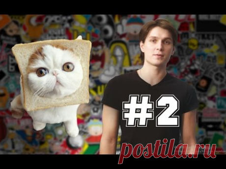 КАК НАЙТИ ОБЩИЙ ЯЗЫК С КОШКОЙ, ИЛИ КОТОМ, ЯЗЫК КОШЕК - YouTube