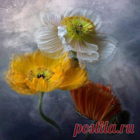 (3) Сергей Шевляков - Фотохудожник Christine Ellger