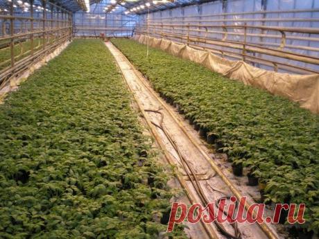 Сорта томатов для Средней полосы России: мой многолетний опыт / томаты / 7dach.ru