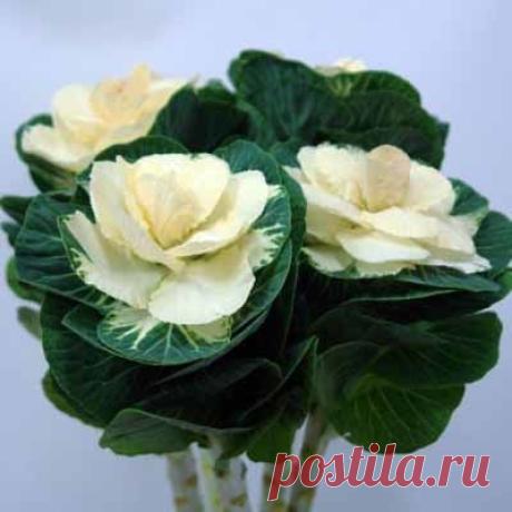 Декоративная капуста - цветущий огород до морозов. Объясняю, как вырастить полезный королевский овощ
