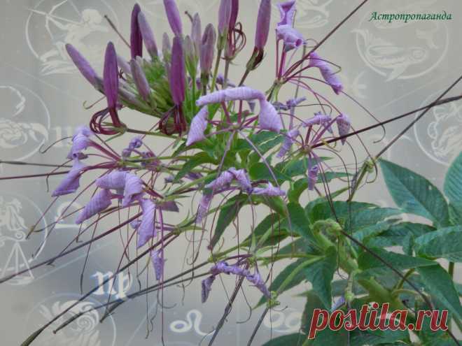 Недельный гороскоп с 8 по 14 августа 2022 | Нина Стрелкова. Астропропаганда | Яндекс Дзен ✨ Автор: астролог Нина Стрелкова. ✧ Аспекты Солнца делают эту неделю очень неспокойной, напряженной. Венера тоже не очень гармоничная. А Марс и Нептун вроде бы в гармоничном аспекте, но это слабое утешение, у этого аспекта есть свои сложности...