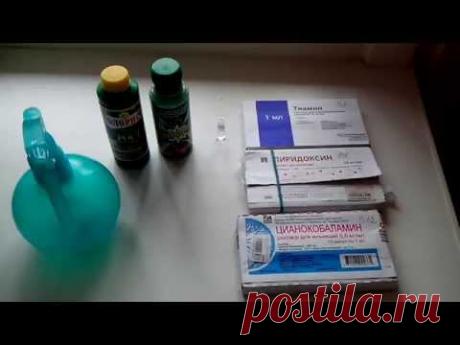 Подкормка рассады ампельных петуний