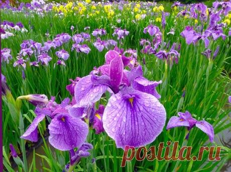 Красота великолепного Водного Сада Ирисов в Японии Одним из самых восхитительных мест в стране Восходящего Солнца по праву считается Японский Сад Ирисов, и как раз о нем я вам хочу рассказать сегодня.