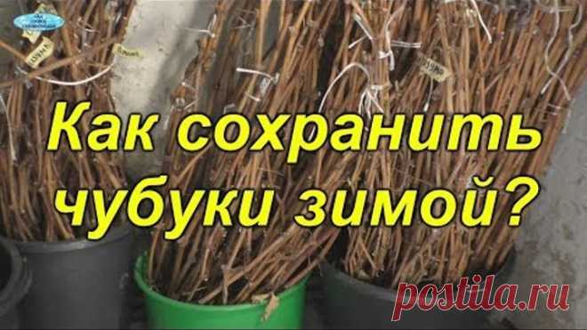 Хранение чубуков винограда зимой -очень интересный способ!