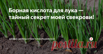 Борная кислота для лука — тайный секрет моей свекрови! Бор необходим для роста растений. Очень часто от нехватки бора мы получаем скудный урожай лука. Чтобы восполнить нехватку этого вещества необходимо применить борную кислоту.