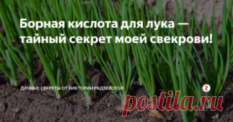 Борная кислота для лука — тайный секрет моей свекрови! Бор необходим для роста растений. Очень часто от нехватки бора мы получаем скудный урожай лука. Чтобы восполнить нехватку этого вещества необходимо применить борную кислоту.