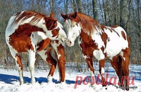 До окончания Года лошади осталось 36 дней!!! Скоро Новый Год!!!