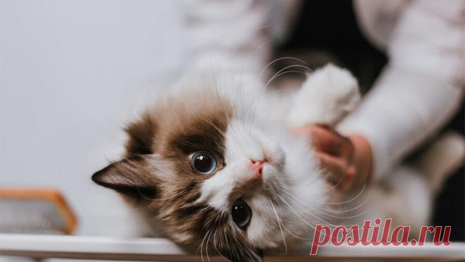 Ветеринар оценила, будут ли лечить ожирение у питомцев аналогом "Оземпика". Использование аналогов "Оземпика" для лечения ожирения у домашних животных является спорным вопросом, поскольку пока нет точных данных, как препарат повлияет на питомца. Об этом "Москве 24" заявила заведующая Кунцевской ...