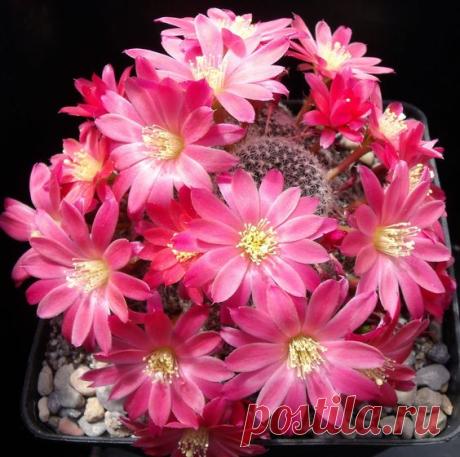 Rebutia cv. Dorothy | Pinterest • Всемирный каталог идей