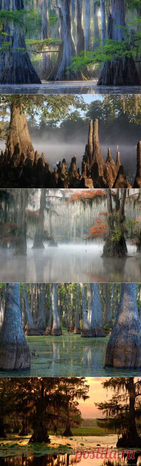 Фантастические кипарисы озера Каддо. | ВЗГЛЯНИ НА МИР С ИНТЕРЕСОМ