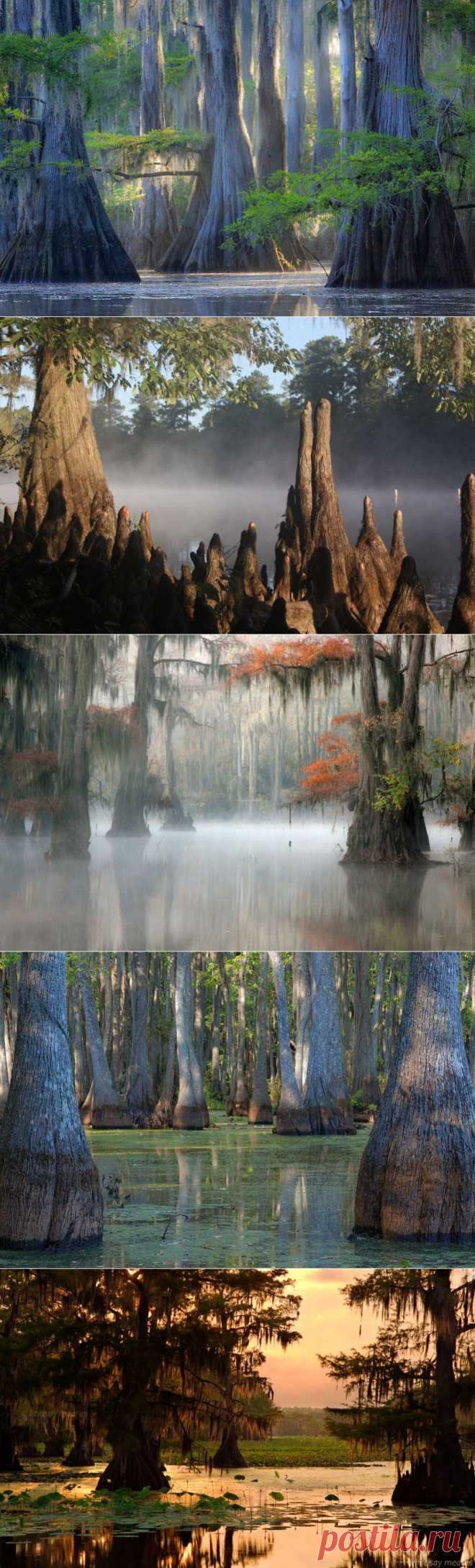 Фантастические кипарисы озера Каддо. | ВЗГЛЯНИ НА МИР С ИНТЕРЕСОМ