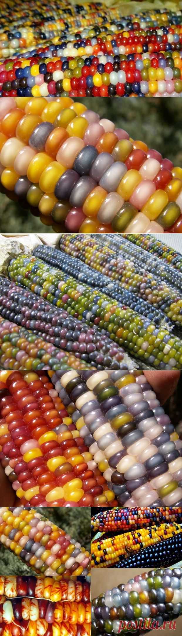 Разноцветная кукуруза Glass Gem