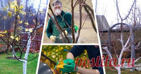Подготовка сада к зиме: какие работы выполнить осенью | В саду (Огород.ru)