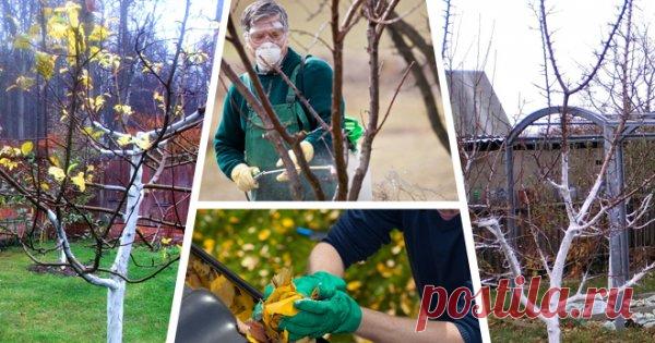 Подготовка сада к зиме: какие работы выполнить осенью | В саду (Огород.ru)