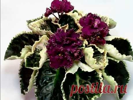 AFRICAN VIOLET "EK-MOULIN ROUGE" LEAF SALE,RUSSIAN/UKRAINIAN,VARIEGATED, RARE!! | eBay