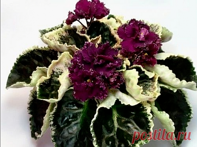 AFRICAN VIOLET 