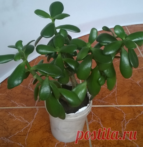 (1) Одноклассники