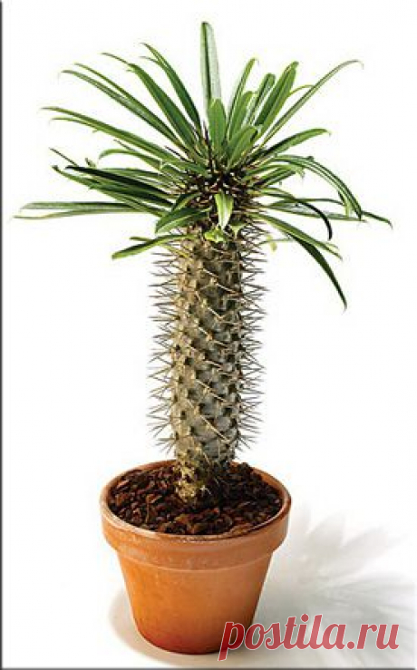 Пахиподиум (Pachypodium). Описание, виды и уход за пахиподиумом | Флористика на &quot;Добро ЕСТЬ!&quot;