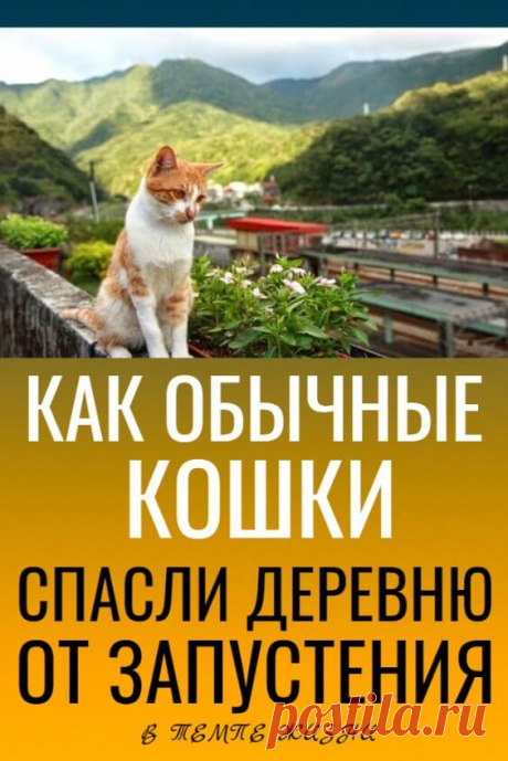 Как обычные кошки спасли деревню от запустения | В темпі життя