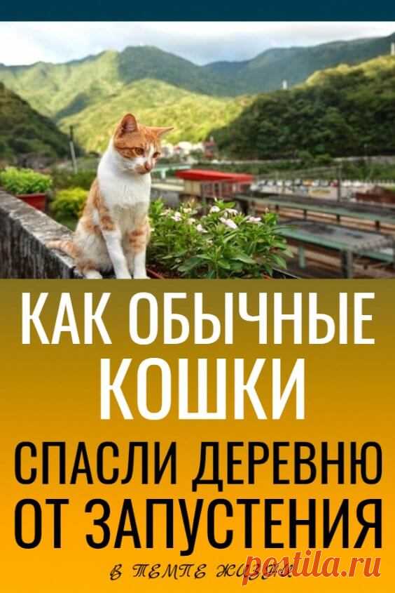 Как обычные кошки спасли деревню от запустения | В темпі життя
