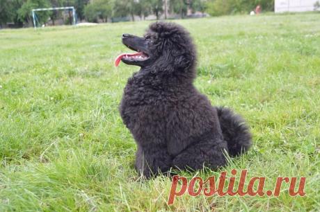 494262450_4_1000x700_macho-pudelyachcho-zhivotnye_rev001.jpg (1000×665)